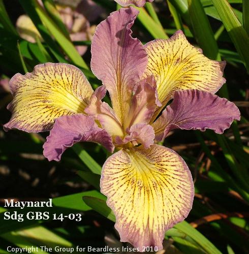Maynard Sdg GBS 14-03 (4)